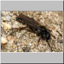 Bibio sp - Haarmuecke m05.jpg